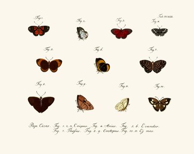Butterflies by German School
