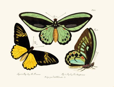 Butterflies by German School