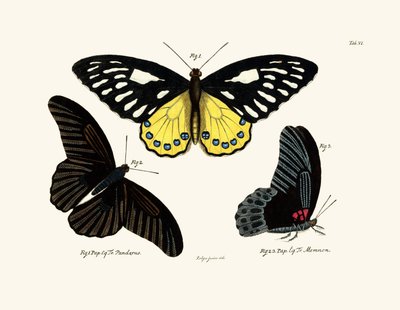 Butterflies by German School
