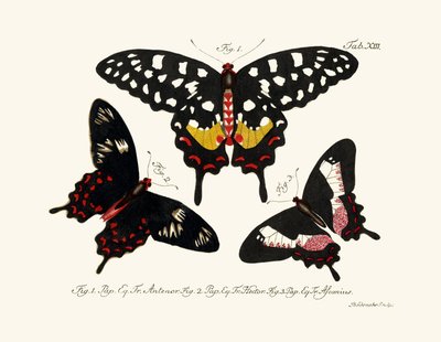 Butterflies by German School
