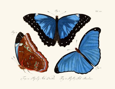 Butterflies by German School
