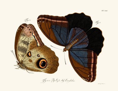 Butterflies by German School