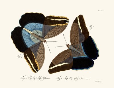Butterflies by German School