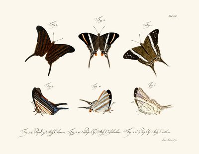 Butterflies by German School
