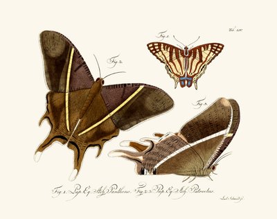 Butterflies by German School