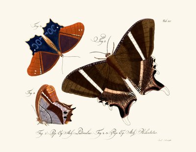 Butterflies by German School