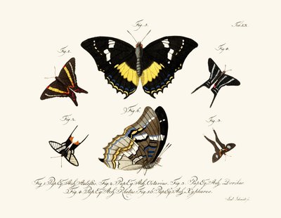 Butterflies by German School