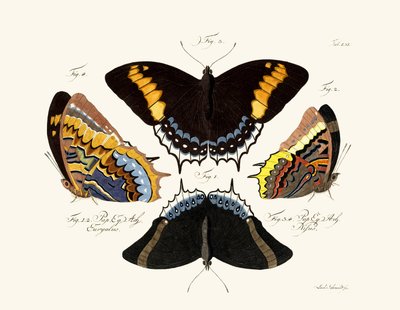 Butterflies by German School