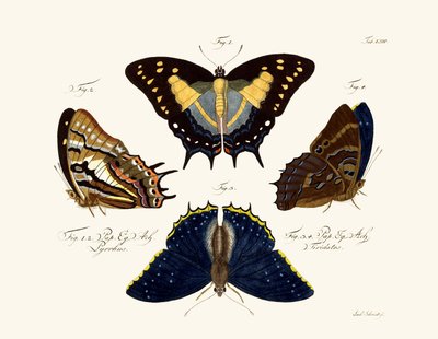 Butterflies by German School