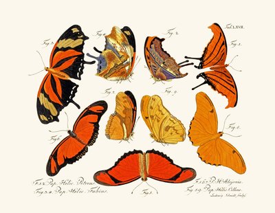 Butterflies by German School