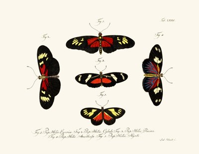 Butterflies by German School