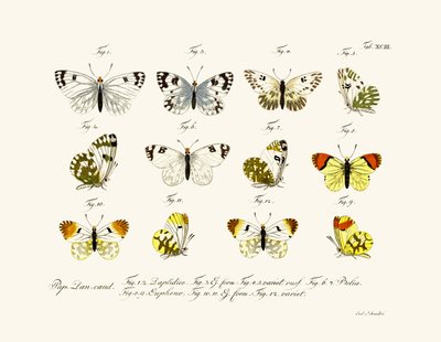 Butterflies by German School