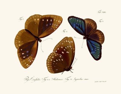 Butterflies by German School