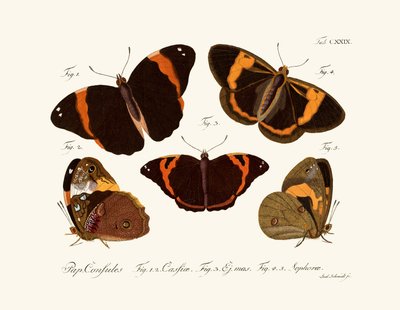 Butterflies by German School