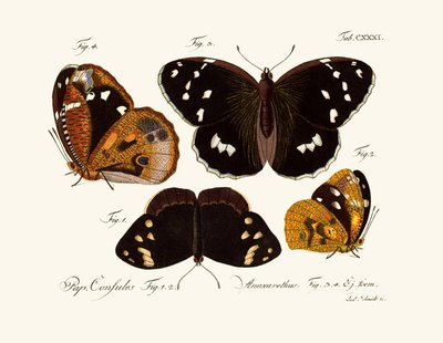 Butterflies by German School