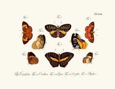 Butterflies by German School