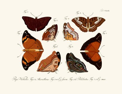 Butterflies by German School