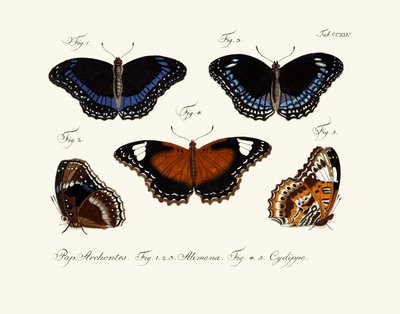 Butterflies by German School