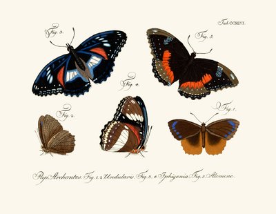 Butterflies by German School