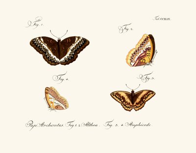 Butterflies by German School