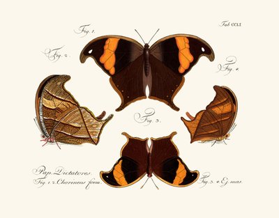 Butterflies by German School