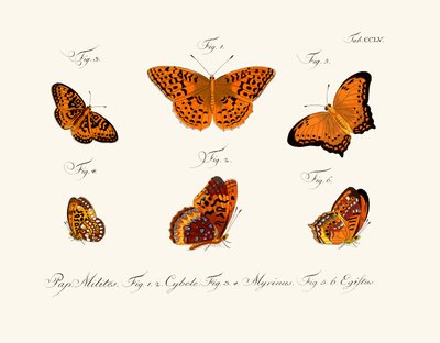 Butterflies by German School