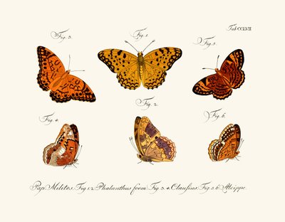 Butterflies by German School