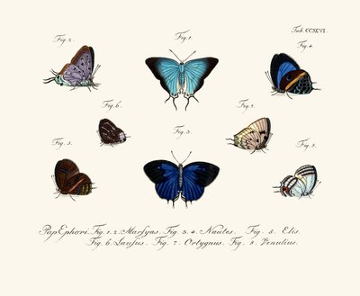 Butterflies by German School