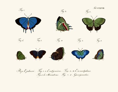 Butterflies by German School
