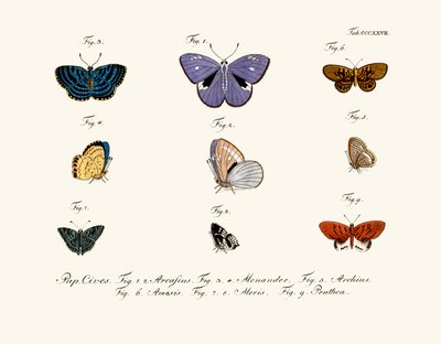 Butterflies by German School