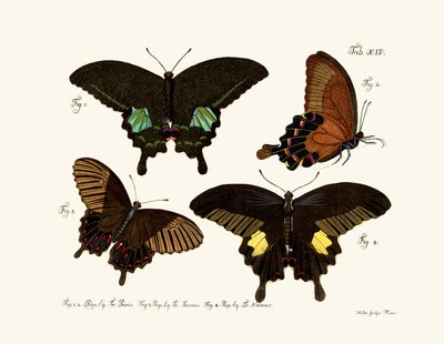 Butterflies by German School