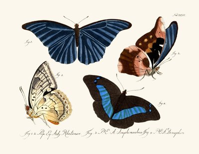 Butterflies by German School