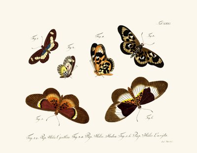 Butterflies by German School