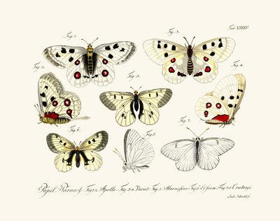 Butterflies by German School