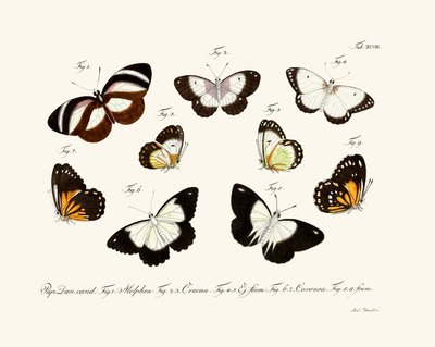 Butterflies by German School