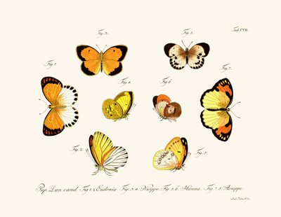 Butterflies by German School