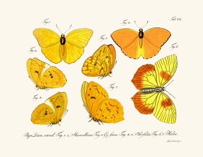 Butterflies by German School