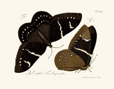 Butterflies by German School