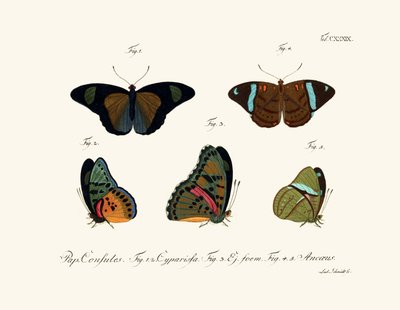 Butterflies by German School