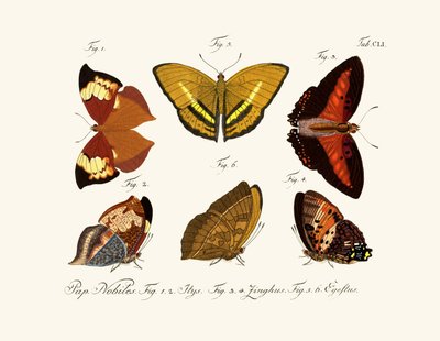 Butterflies by German School