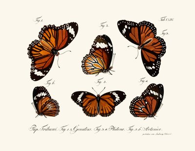 Butterflies by German School