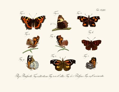 Butterflies by German School