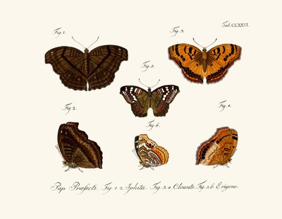 Butterflies by German School