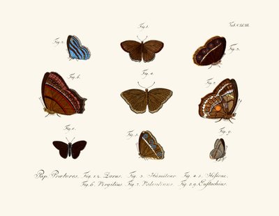 Butterflies by German School