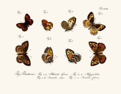 Butterflies by German School