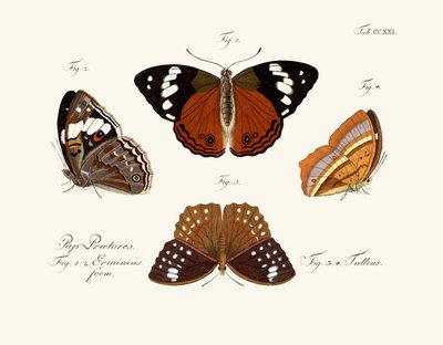 Butterflies by German School