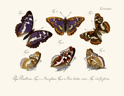 Butterflies by German School