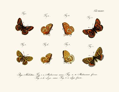 Butterflies by German School