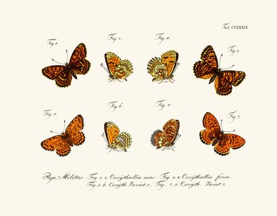 Butterflies by German School