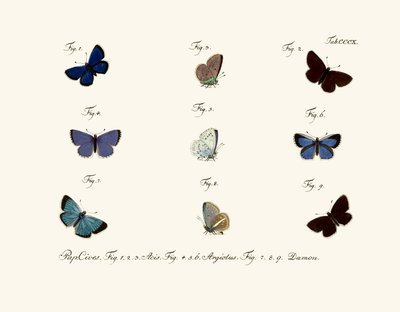Butterflies by German School